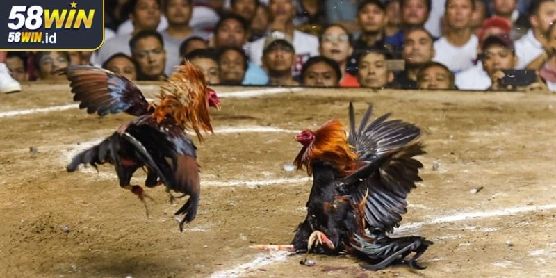 Trải nghiệm giải trí trực tuyến với không gian sinh động
